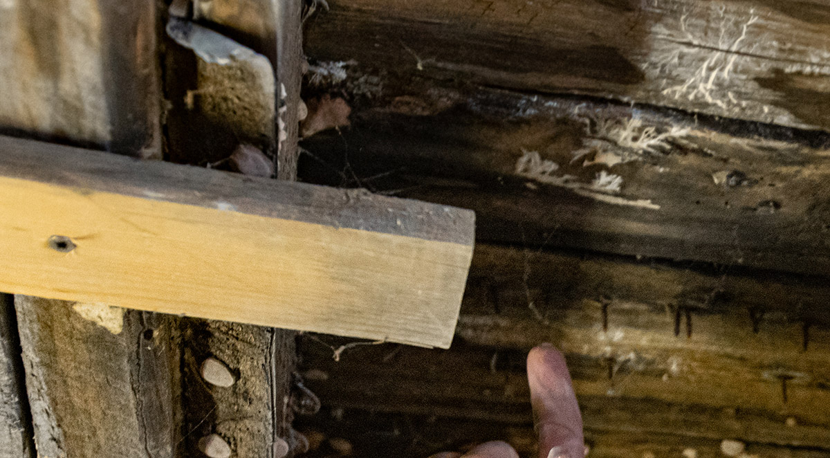 Termite Inspection Before Selling Your Home