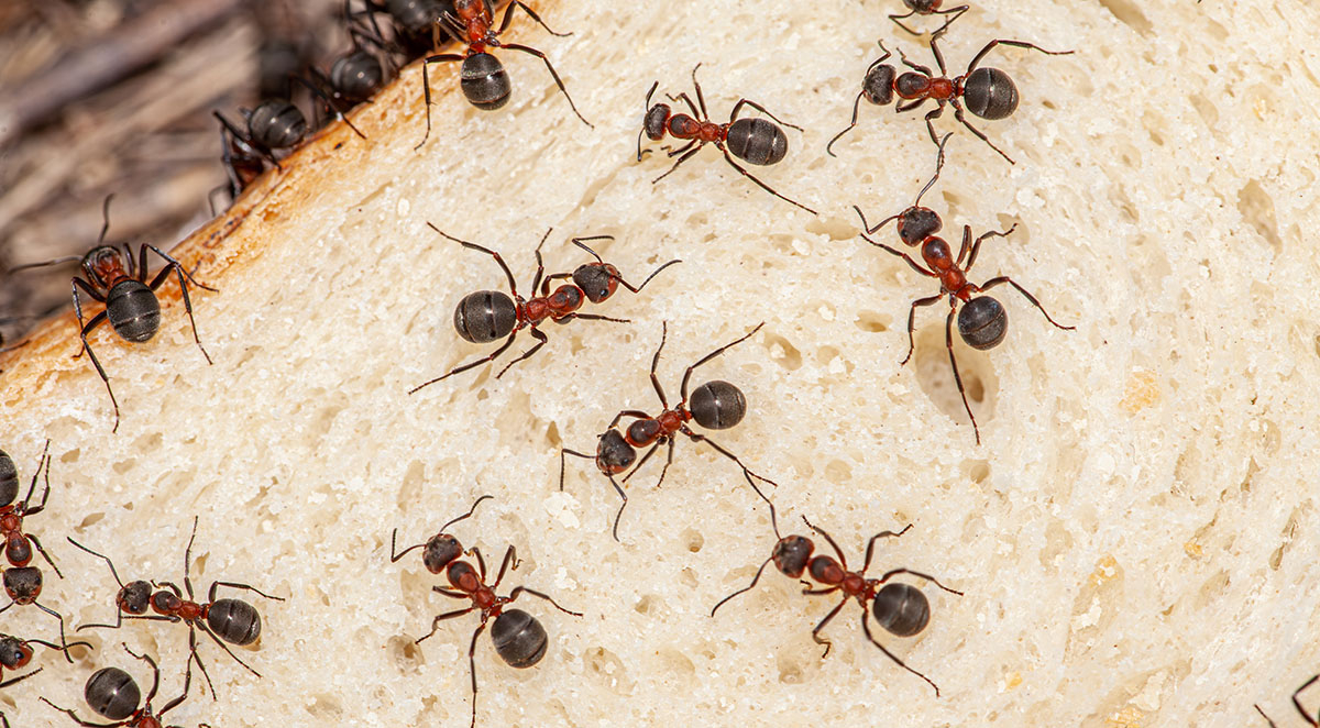 Hemet Ant Control Services