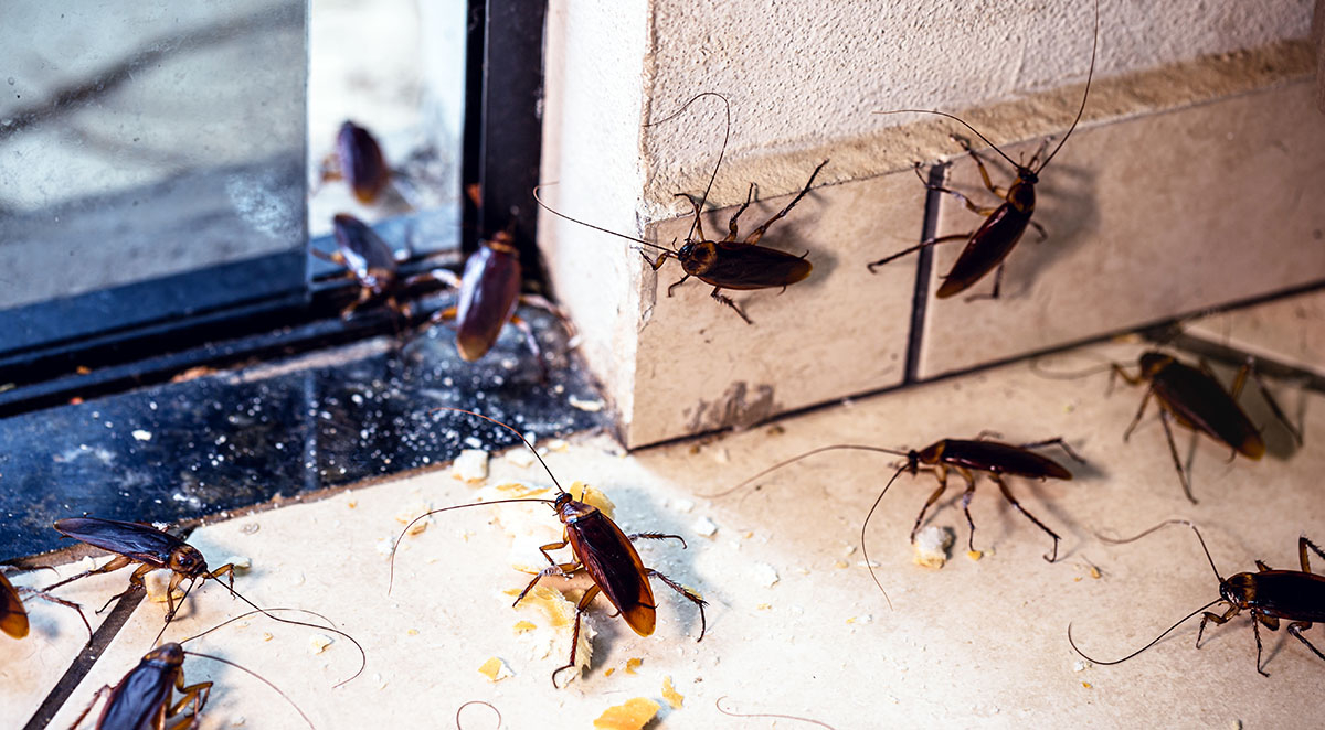 Temecula Roach Control Services