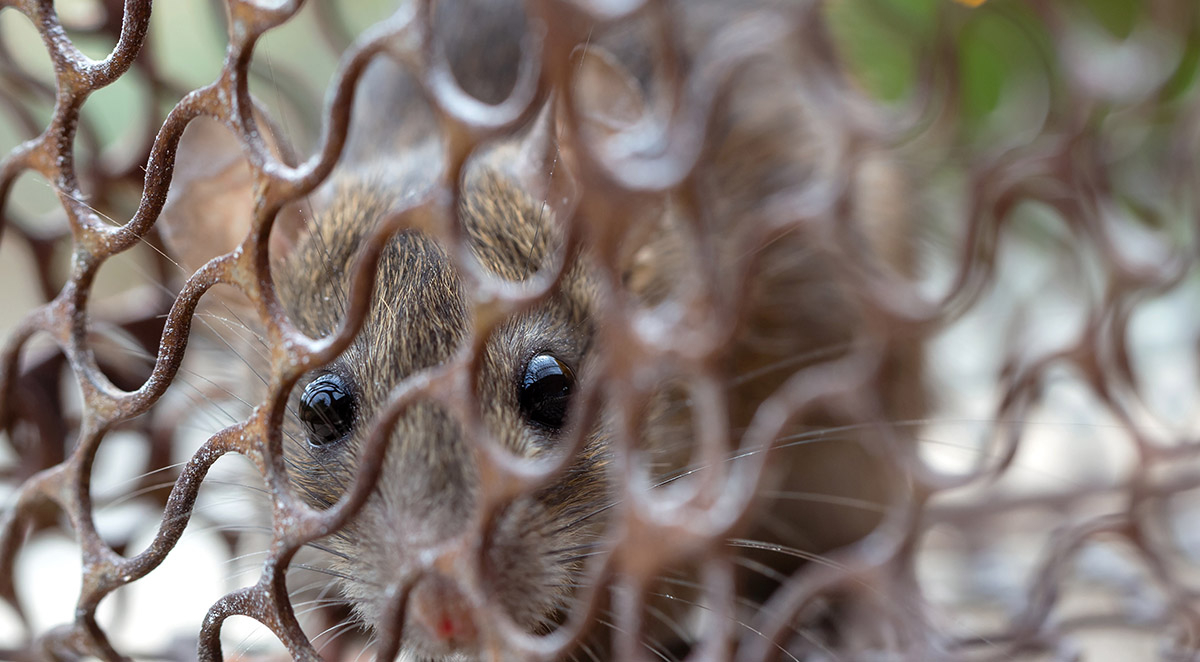 Prepare for Rodent Season: Exclusion Work is the Difference
