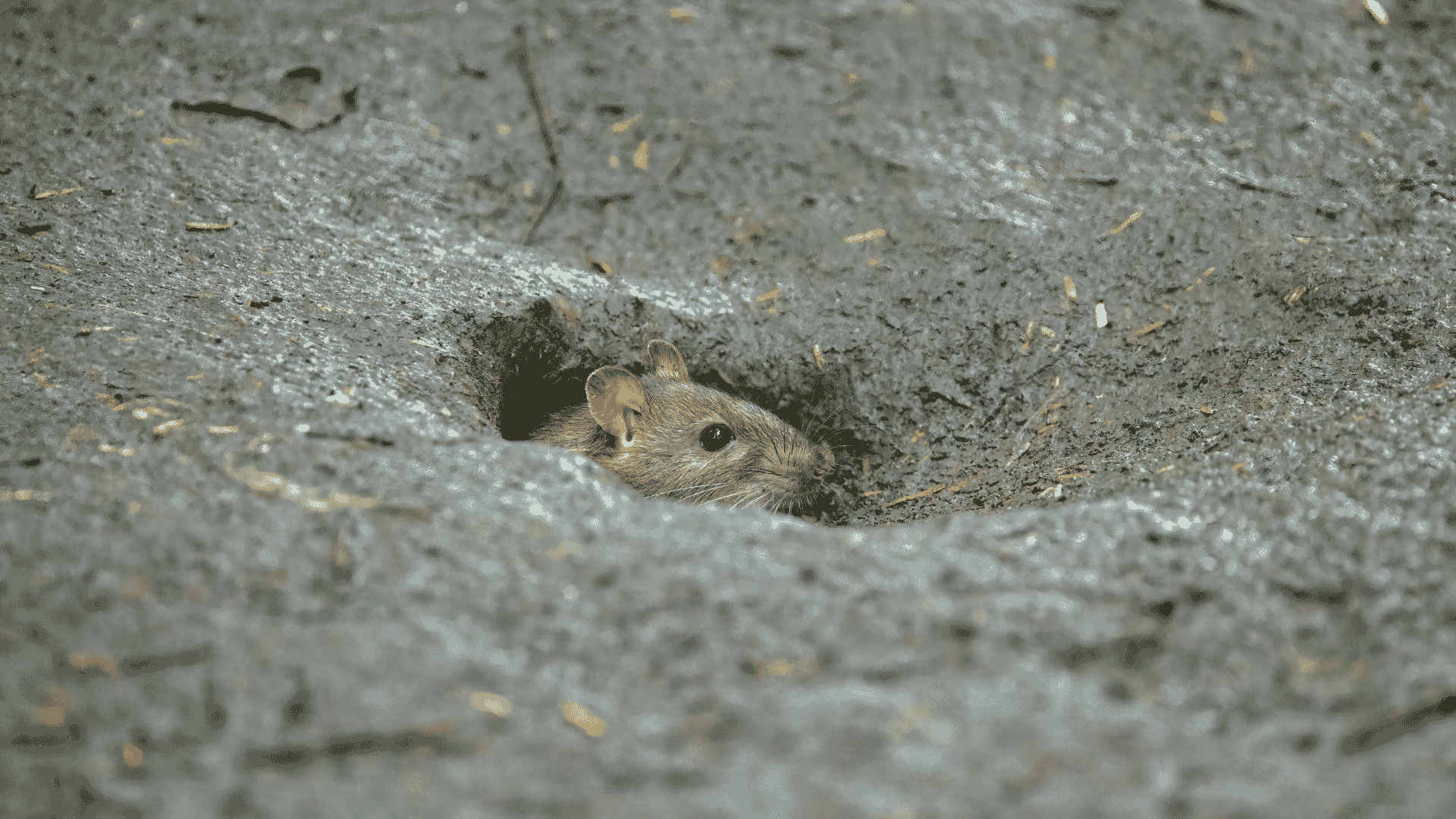Perris Rodent Control and Exclusion Services