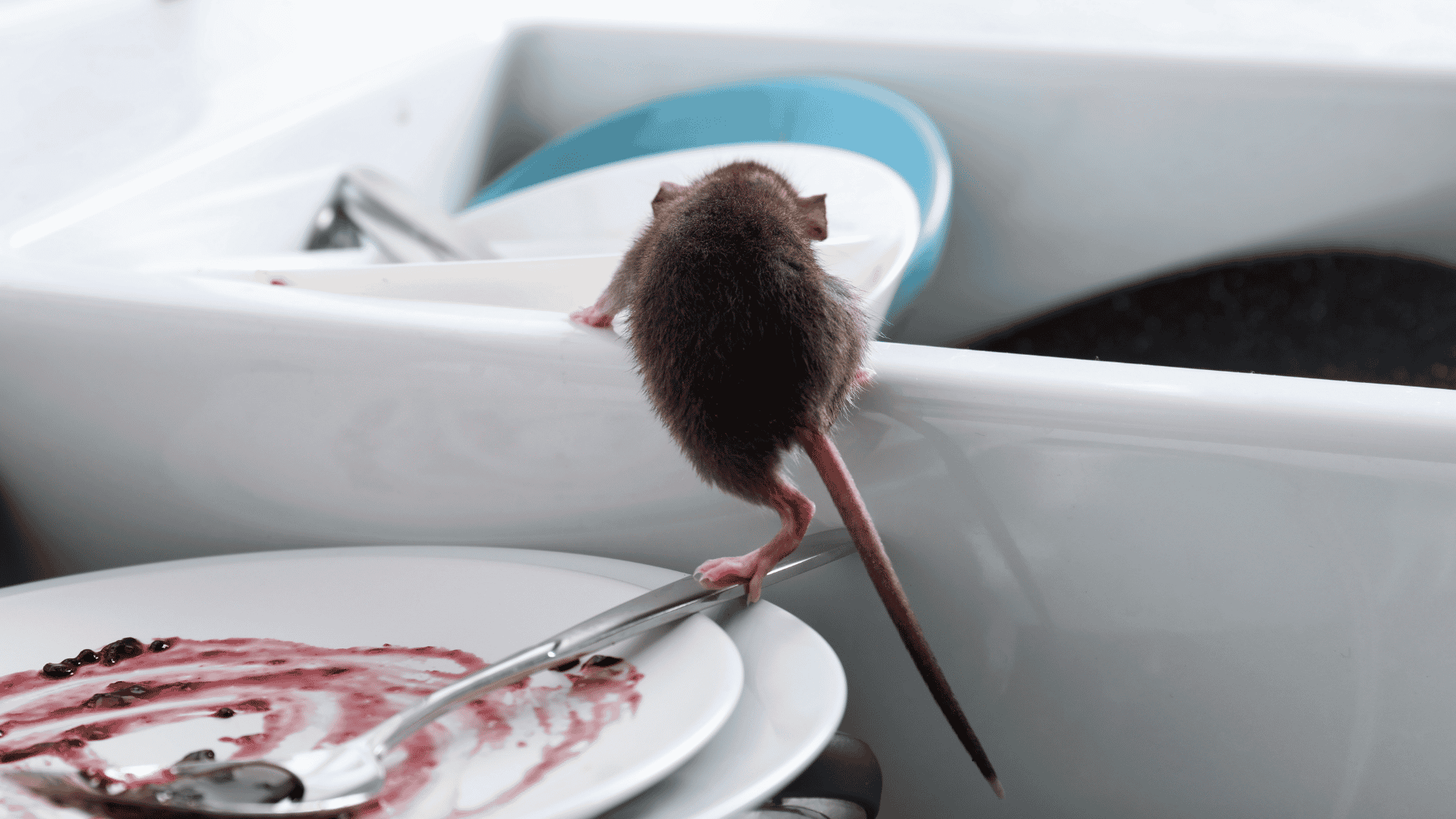 Wildomar Rodent Control and Exclusion Services