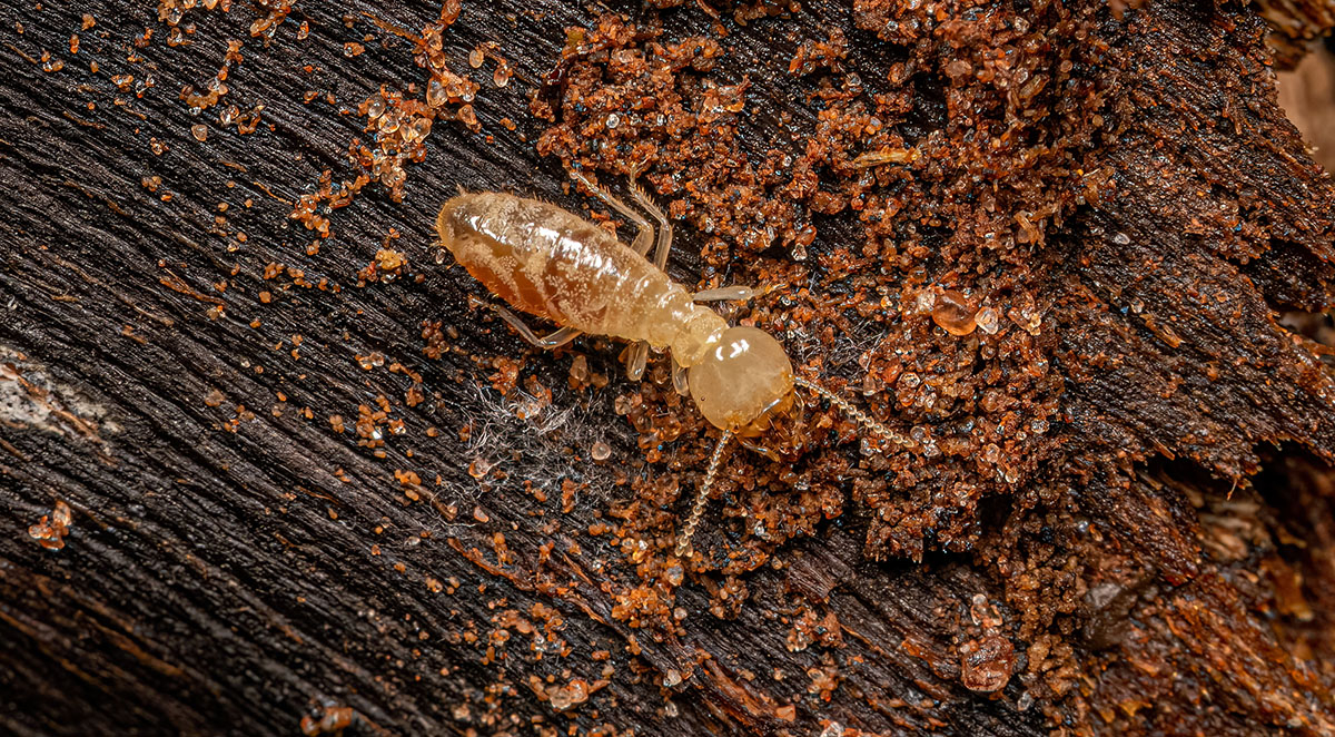 Perris Termite Inspection and Treatment