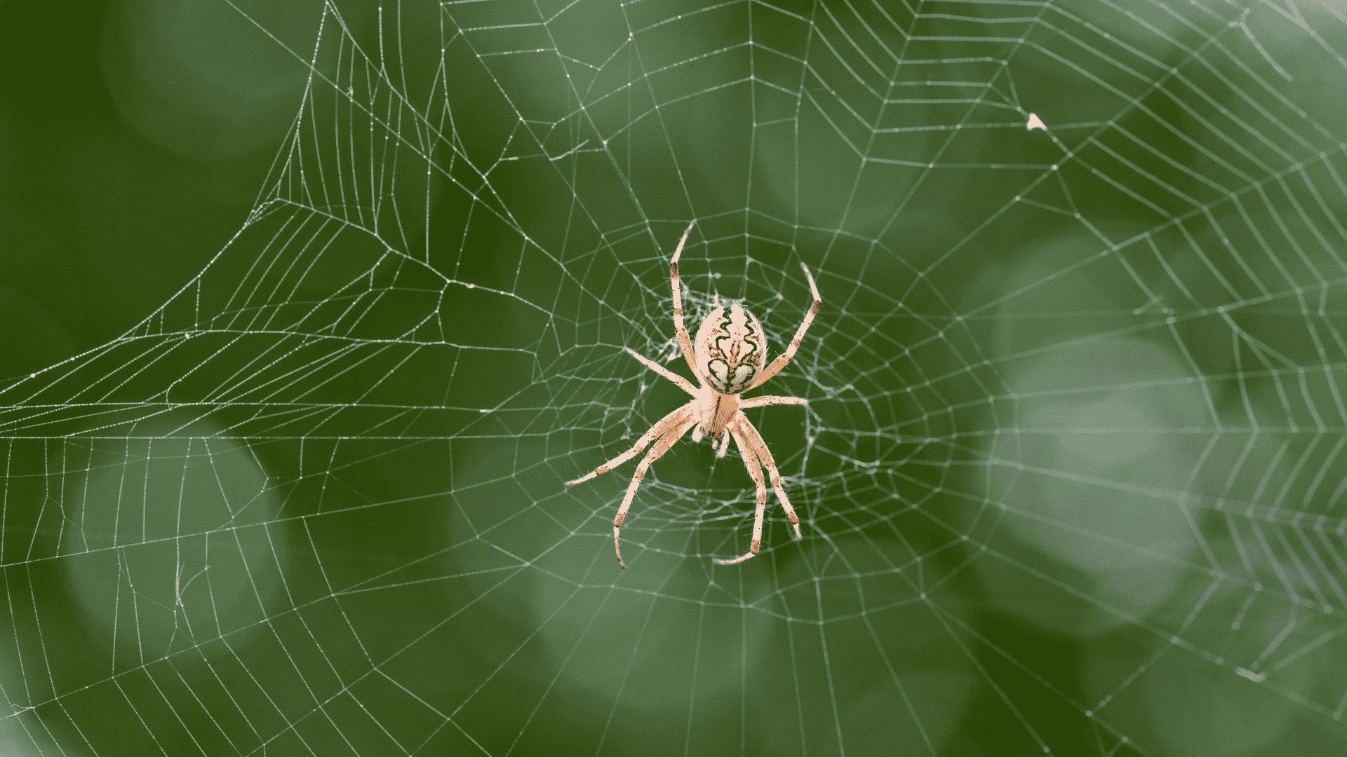 Corona Spider Control Services