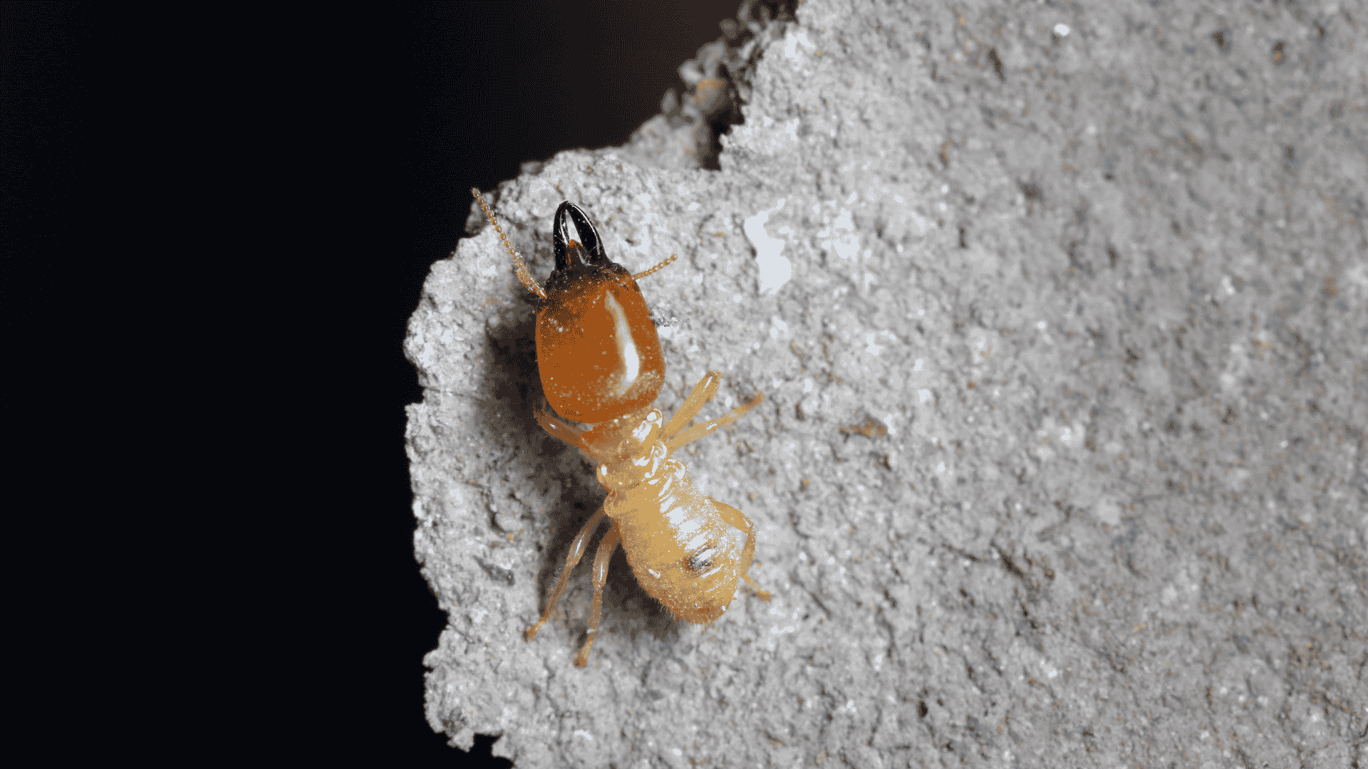 San Marcos Termite Inspection and Treatment