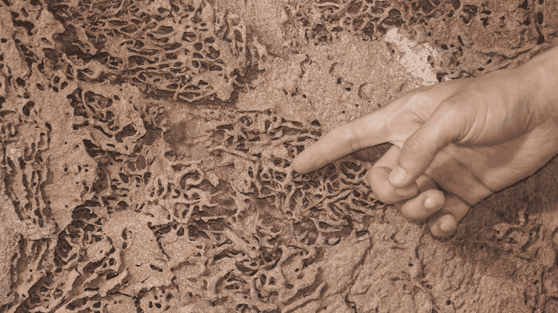 Oceanside Termite Inspection and Treatment