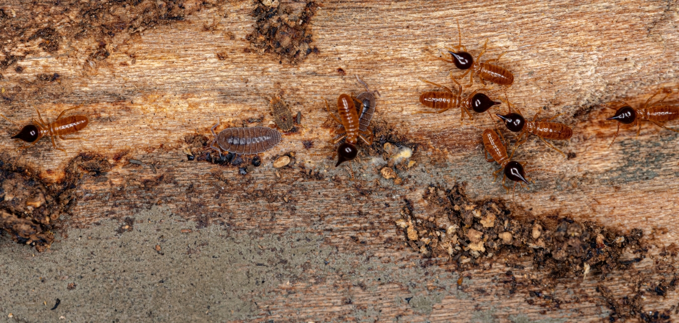 video-termite image