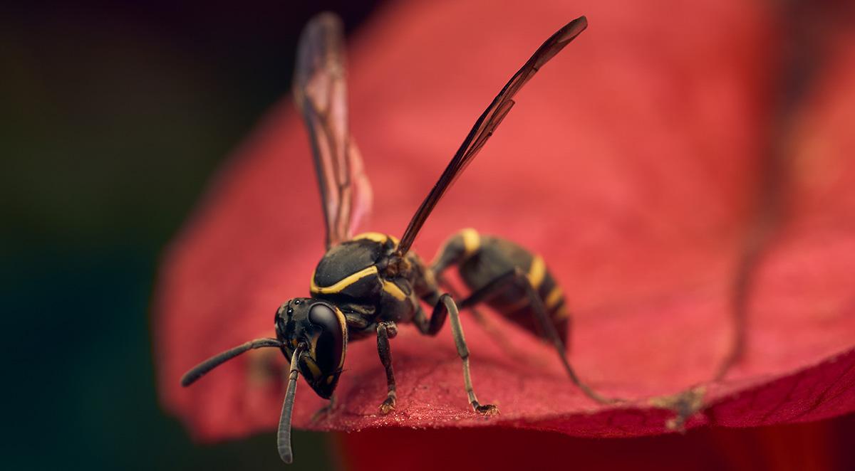 Bees vs. Wasps: How to Tell the Difference and What to Do