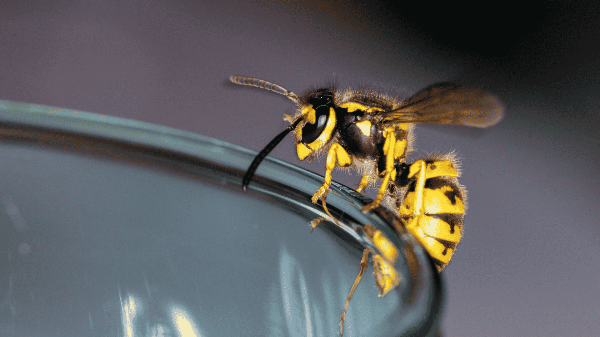 Murrieta Wasp and Stinging Insect Control Services