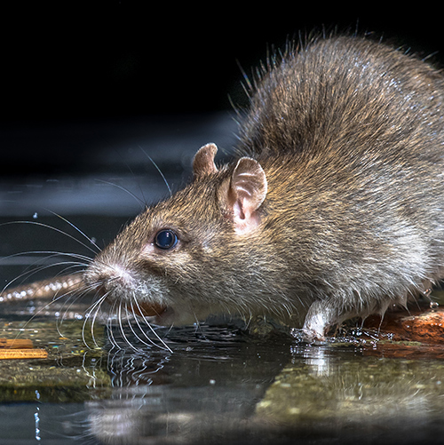 Southern California Rodent Control // Source Pest Control