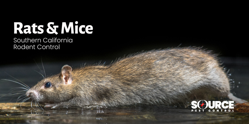 Rats-&-Mice_Newest