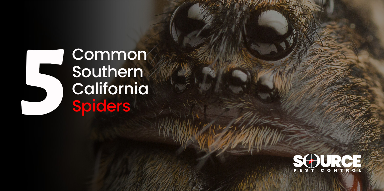 Common Southern California Spiders