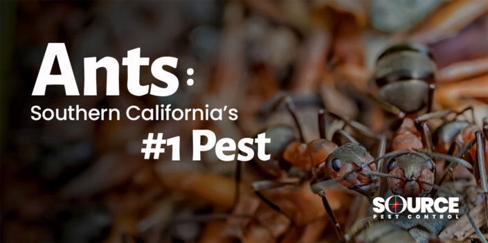 Temecula Termite & Pest Control // Source Pest Control