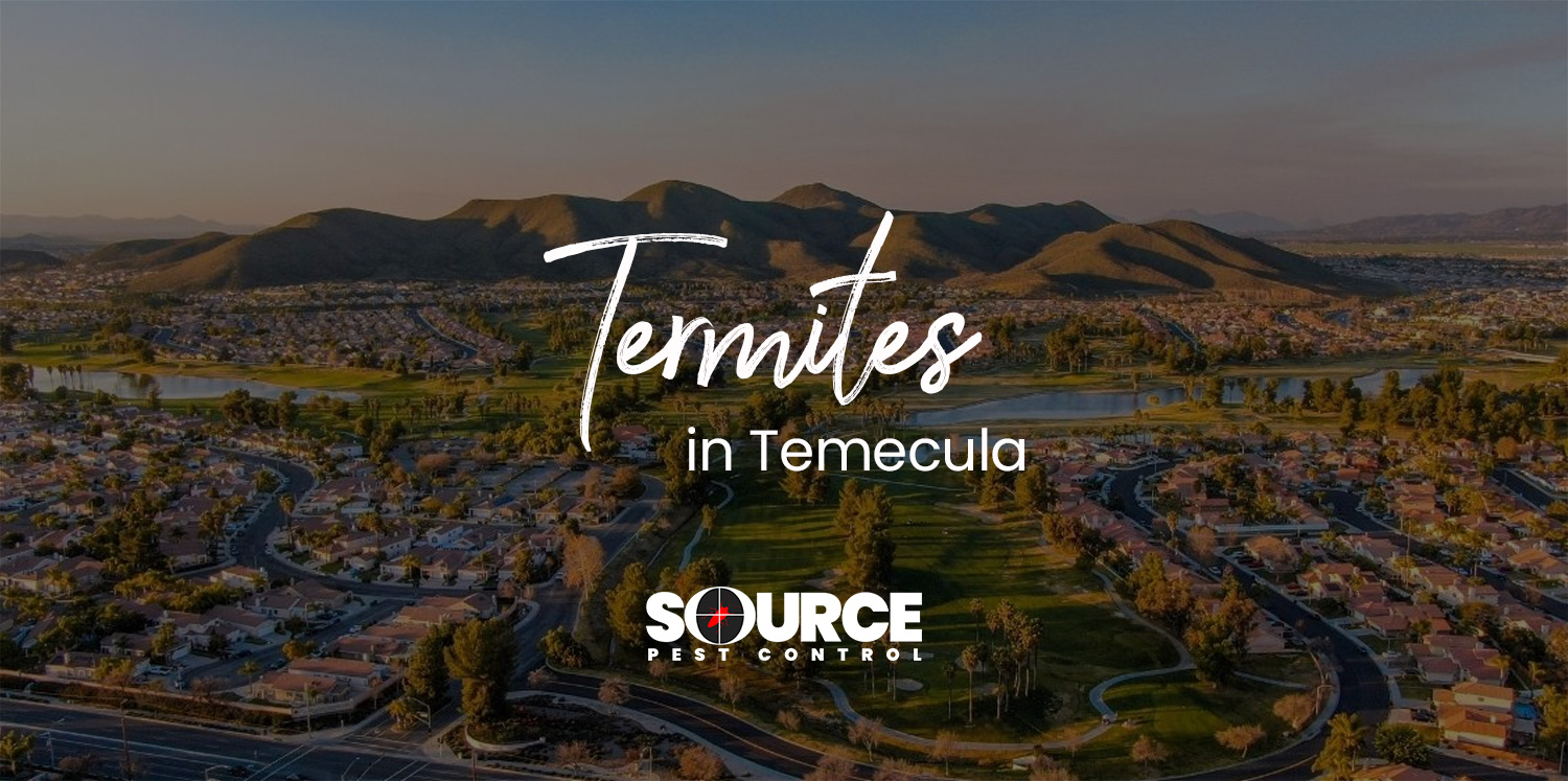 Termites In Temecula
