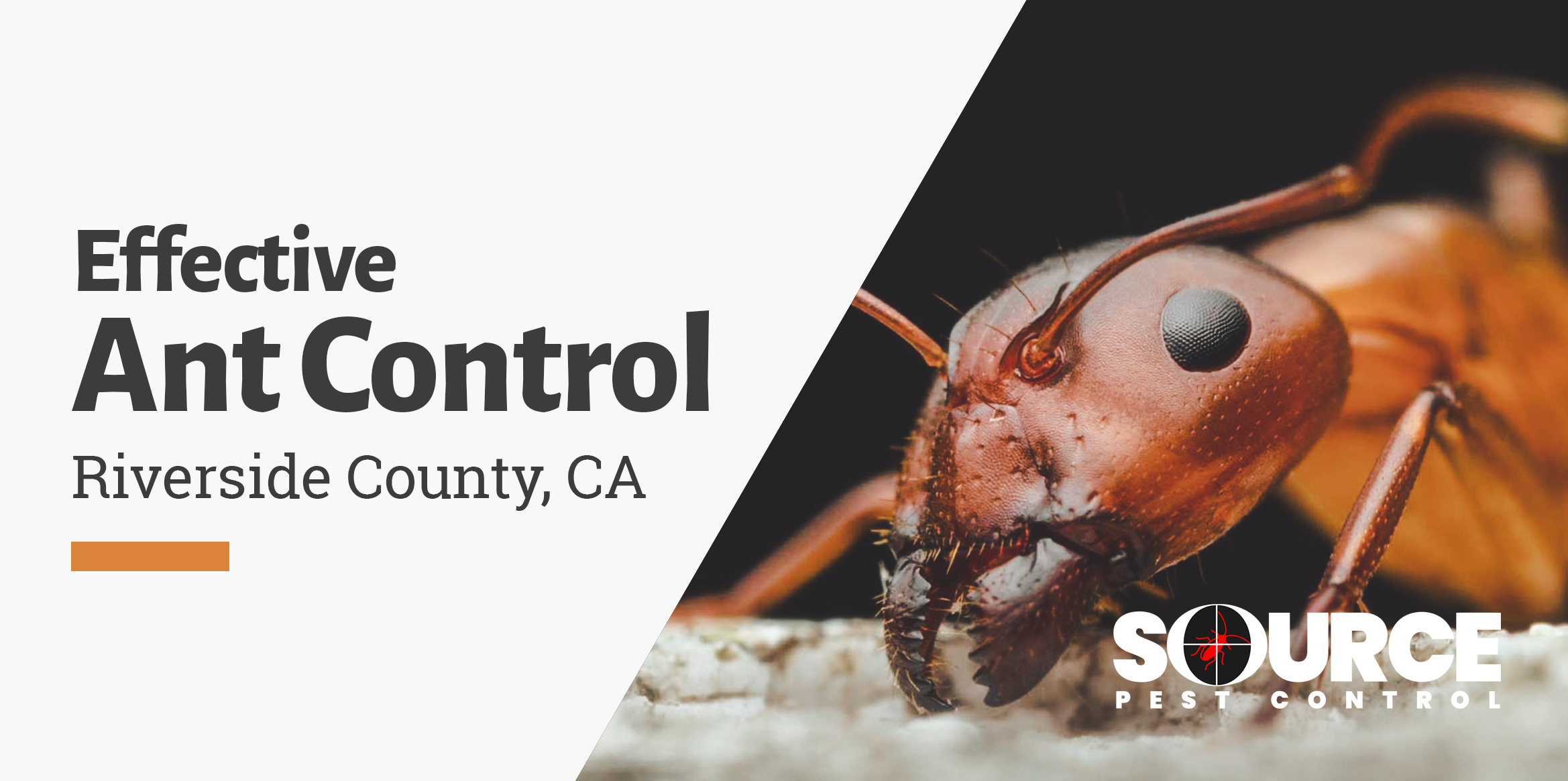 ant control in riverside county, ca