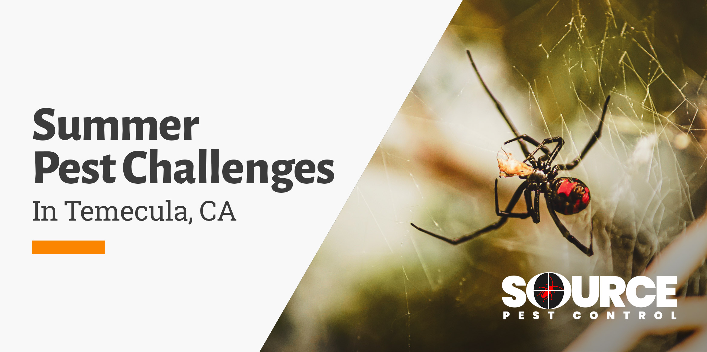 Summer Pest Challenges in Temecula