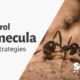 Ant control strategies in Southern California.
