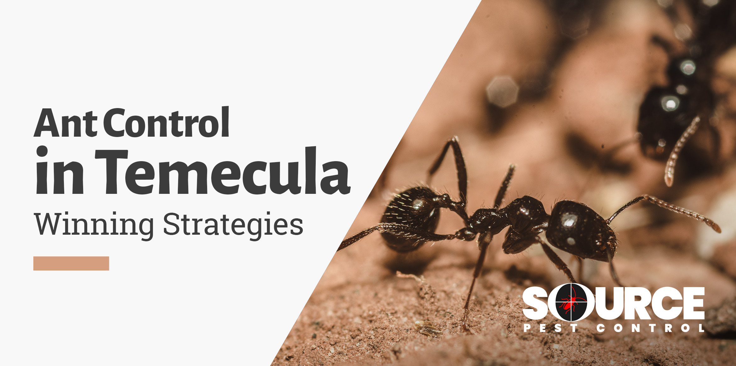 Ant control strategies in Southern California.