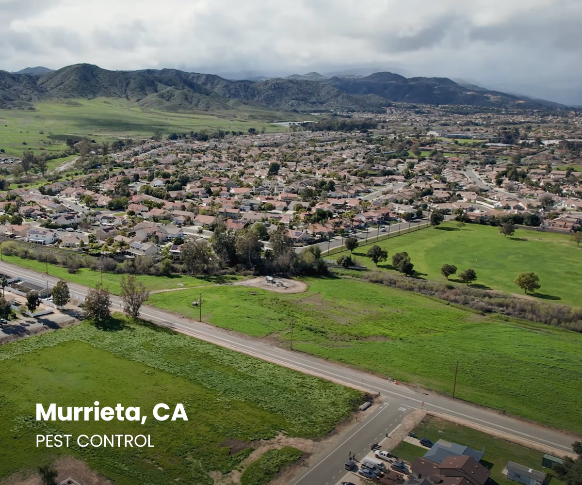 Top Rated Pest Control in Murrieta