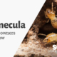 Termite control in Temecula.