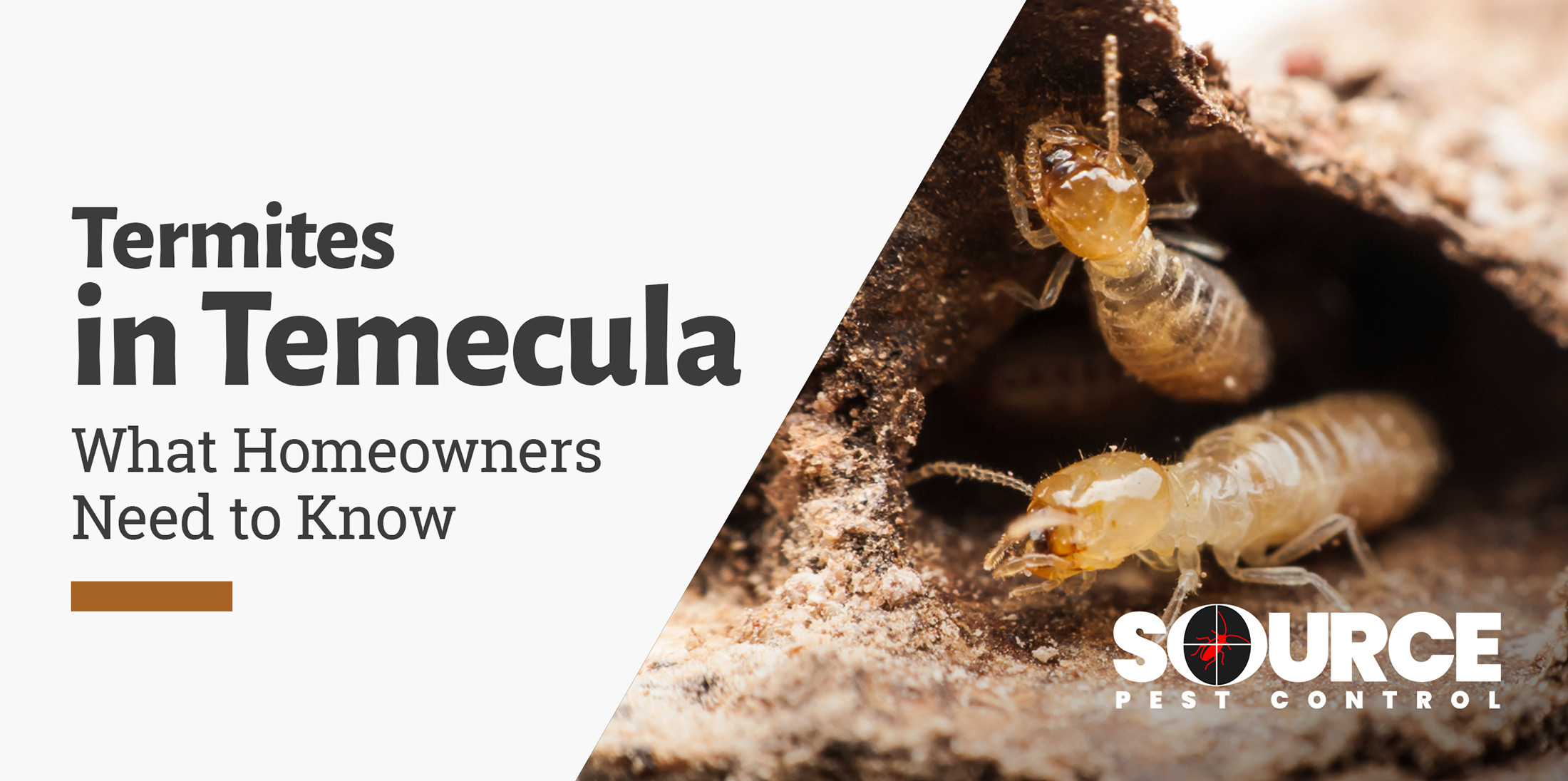 Termite control in Temecula.