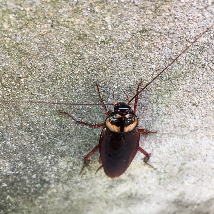 Pest Control Services in Riverside County & North San Diego County, CA Pest Control Services in Riverside County & North San Diego County, CA