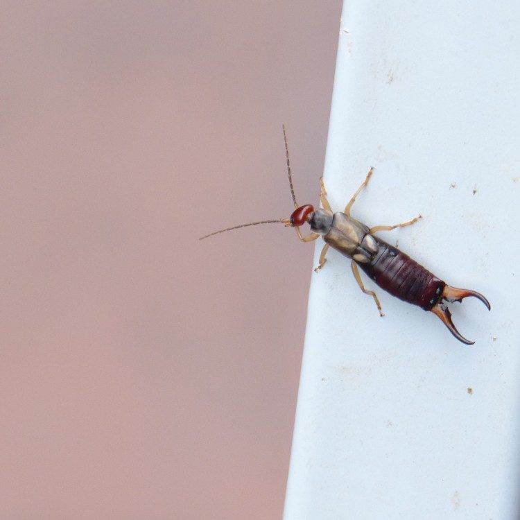 Pest Control Services in Riverside County & North San Diego County, CA Pest Control Services in Riverside County & North San Diego County, CA