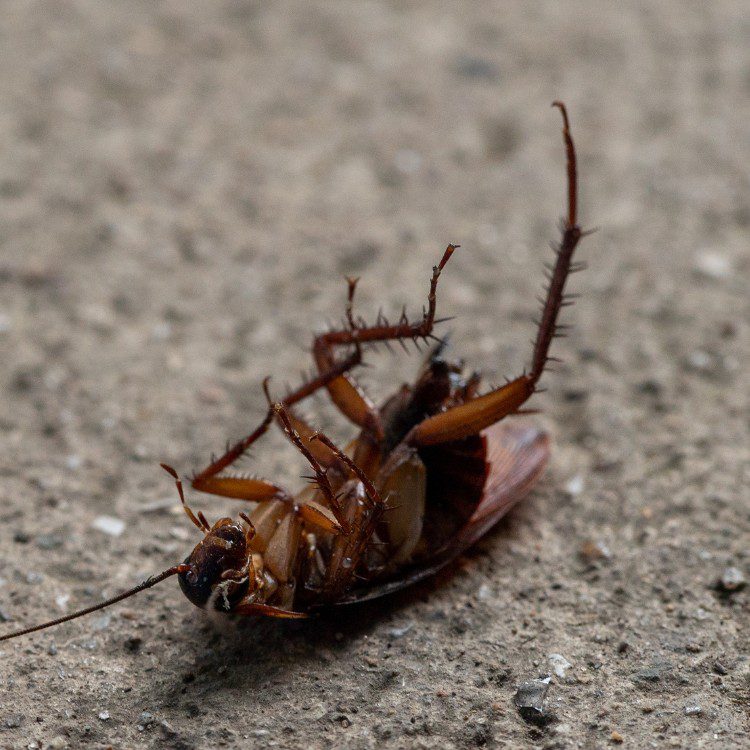 Pest Control Services in Riverside County & North San Diego County, CA Pest Control Services in Riverside County & North San Diego County, CA