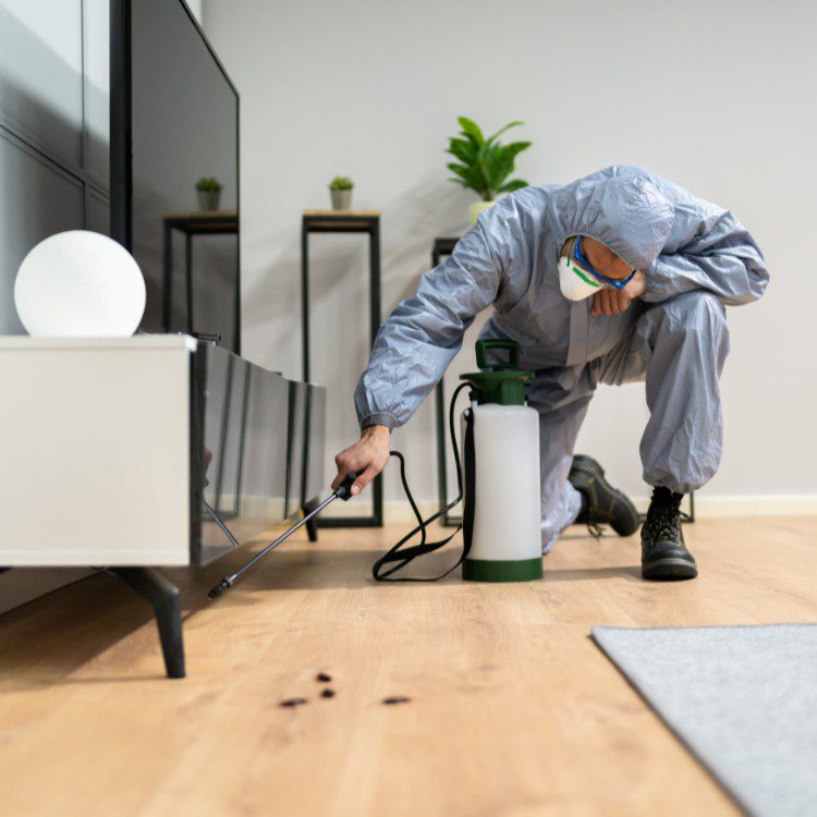 Pest Control Services in Riverside County & North San Diego County, CA Pest Control Services in Riverside County & North San Diego County, CA