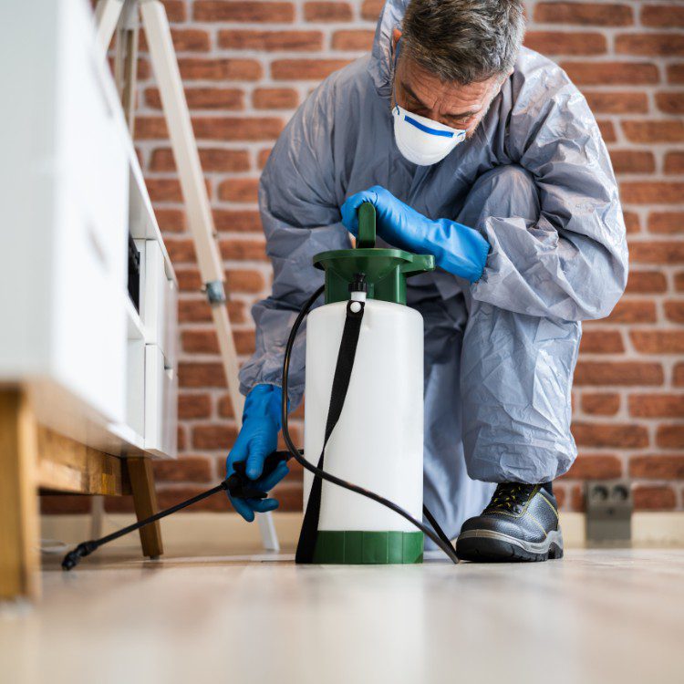 Pest Control Services in Riverside County & North San Diego County, CA Pest Control Services in Riverside County & North San Diego County, CA