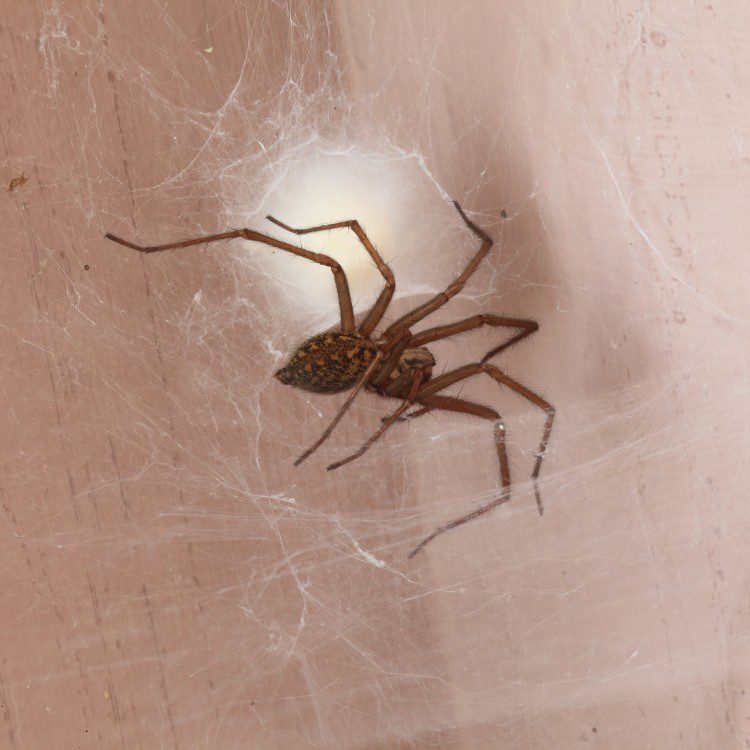 Pest Control Services in Riverside County & North San Diego County, CA Pest Control Services in Riverside County & North San Diego County, CA