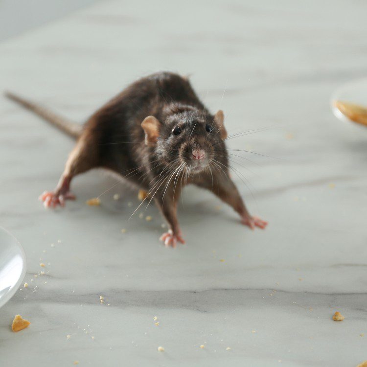 Pest Control Services in Riverside County & North San Diego County, CA Pest Control Services in Riverside County & North San Diego County, CA