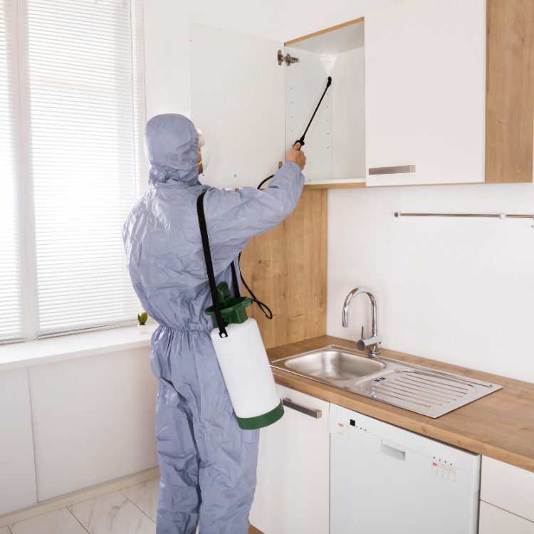 Pest Control Services in Riverside County & North San Diego County, CA Pest Control Services in Riverside County & North San Diego County, CA