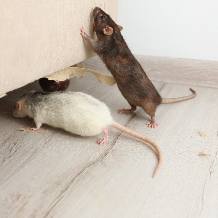 Pest Control Services in Riverside County & North San Diego County, CA Pest Control Services in Riverside County & North San Diego County, CA