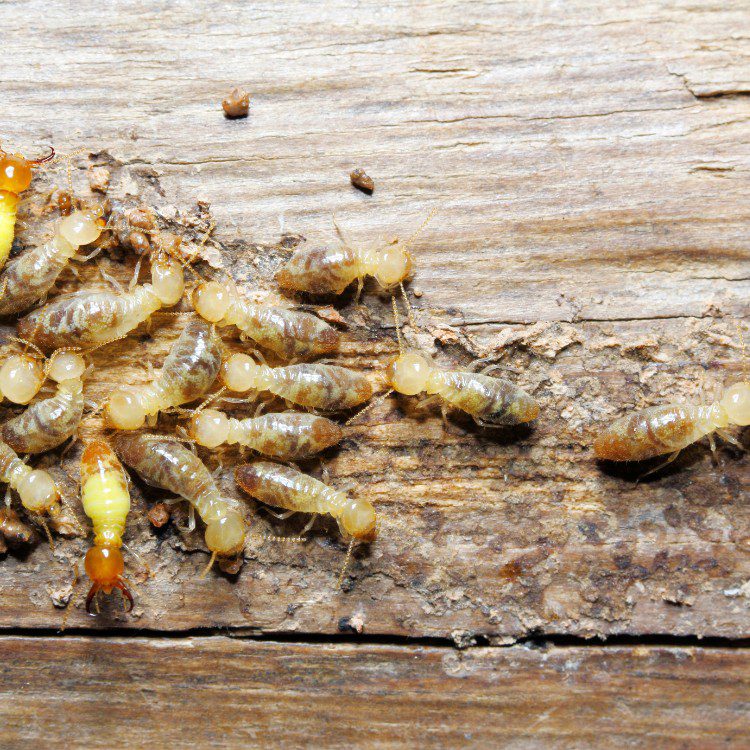 Pest Control Services in Riverside County & North San Diego County, CA Pest Control Services in Riverside County & North San Diego County, CA