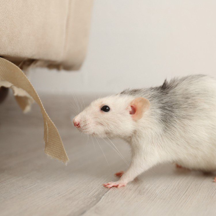 Pest Control Services in Riverside County & North San Diego County, CA Pest Control Services in Riverside County & North San Diego County, CA