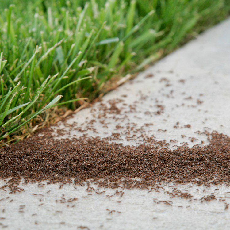 Pest Control Services in Riverside County & North San Diego County, CA Pest Control Services in Riverside County & North San Diego County, CA