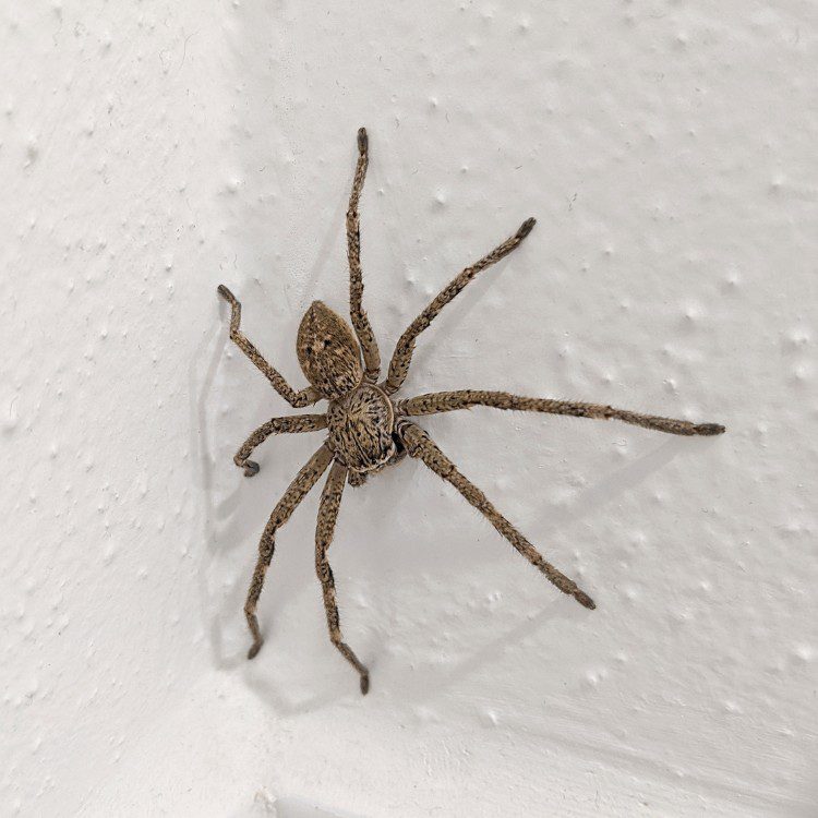 Pest Control Services in Riverside County & North San Diego County, CA Pest Control Services in Riverside County & North San Diego County, CA